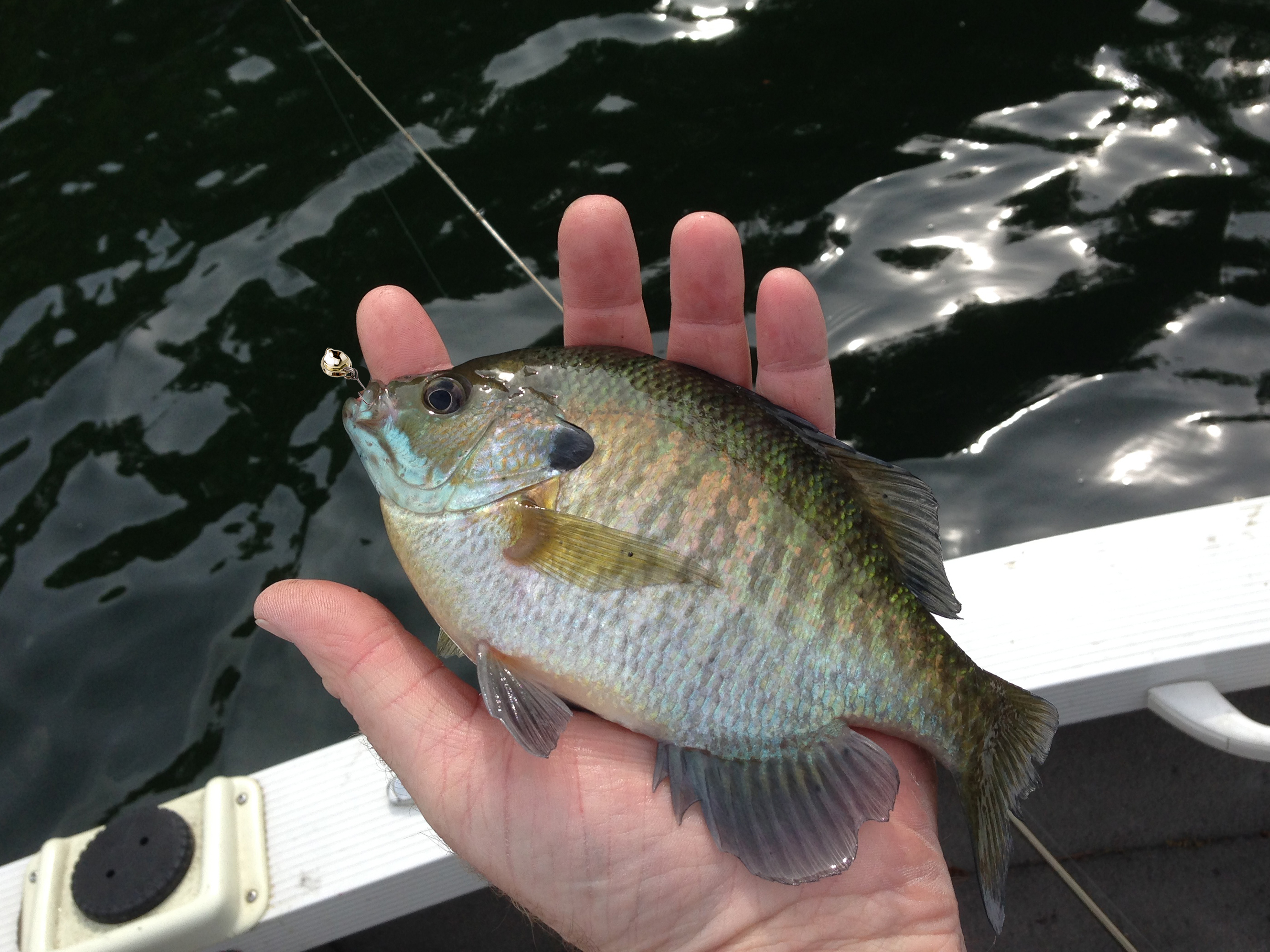 Bluegill spoon