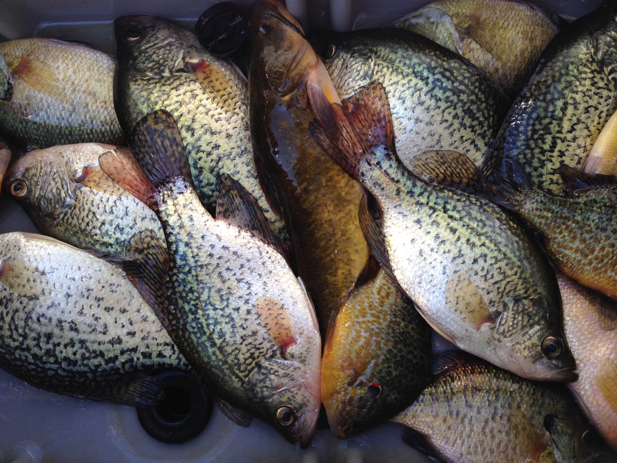 Crappies